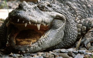 Alligator Wallpaper 10 - 1680 X 1050 - Android / iPhone HD Wallpaper Background Download